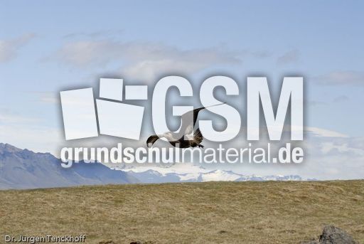 Raubmöve (Skua) (11 von 16).jpg